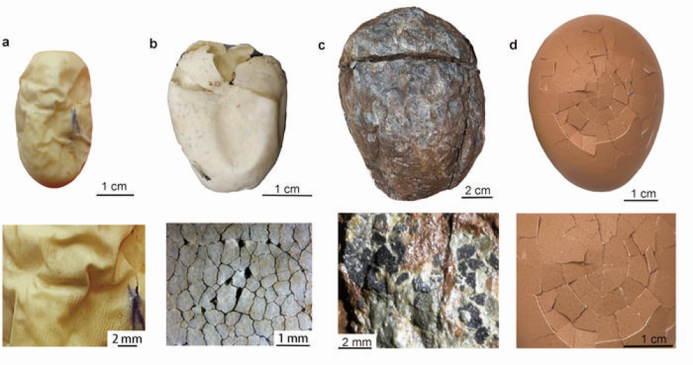The fossil egg (c) VS extant soft, leather, and hard-shell eggs.